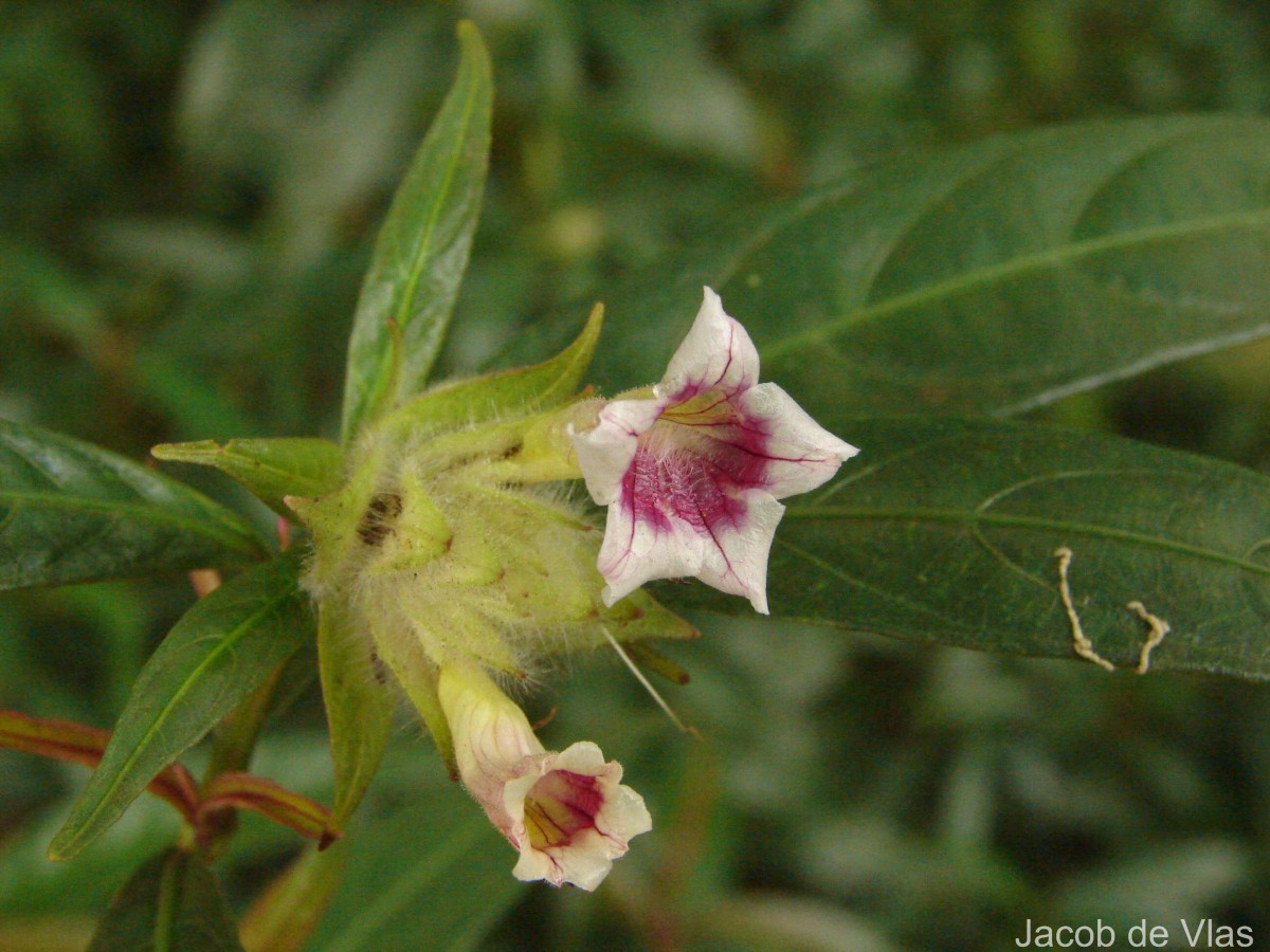 Strobilanthes schomburgkii (Craib) J.R.I.Wood